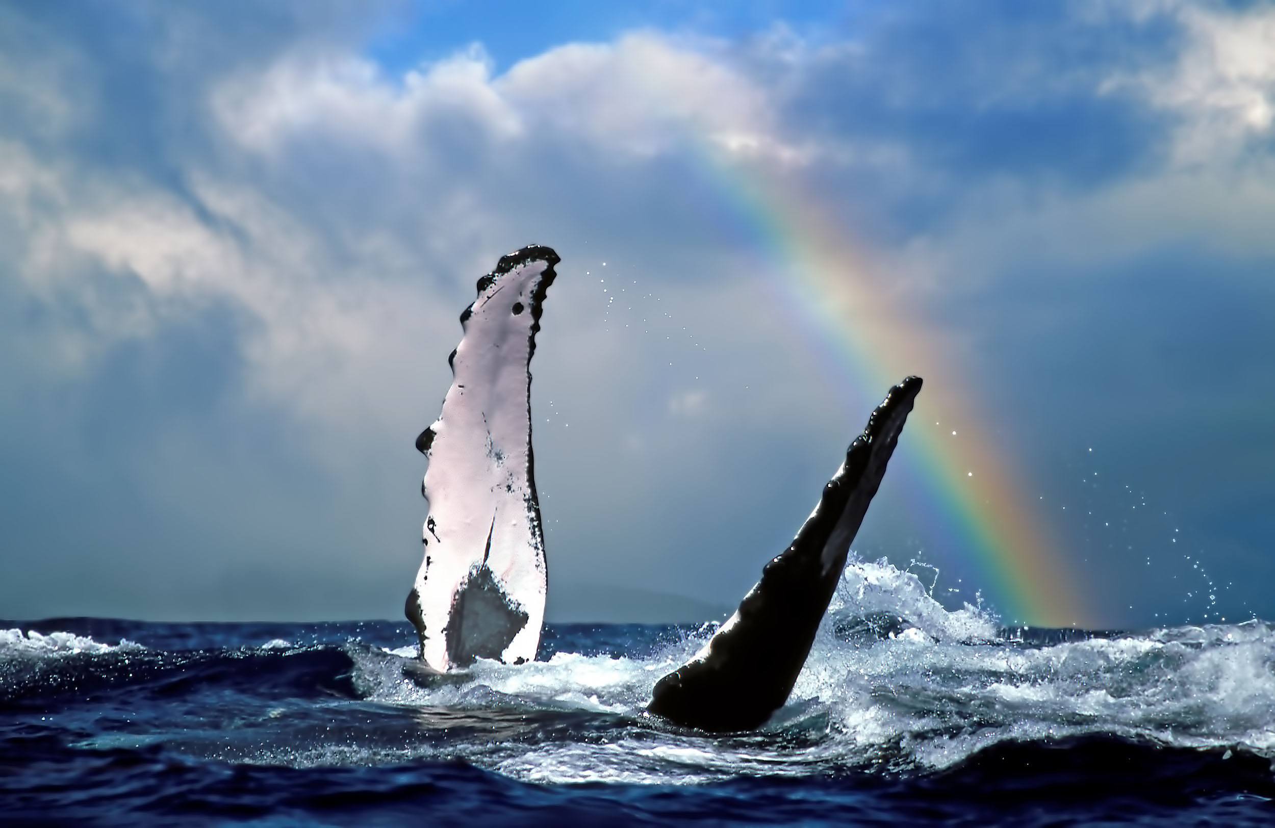 Humpback Whale Off Kauai