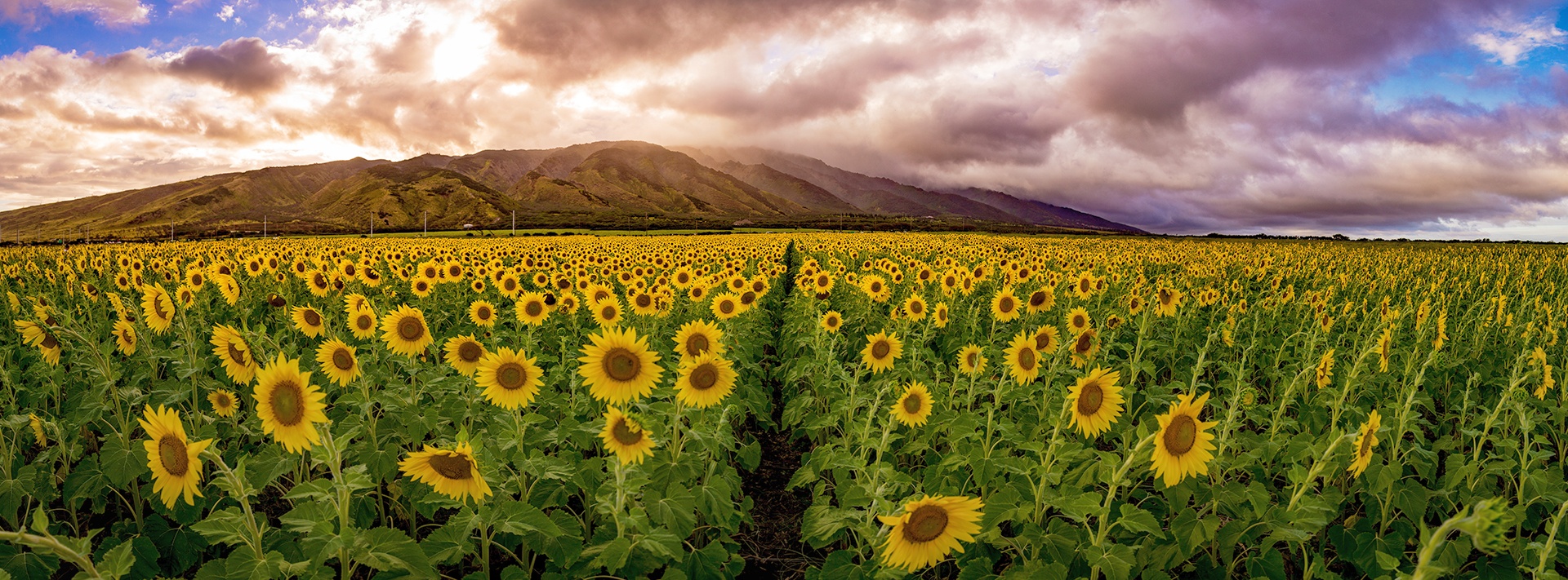 sunflower field