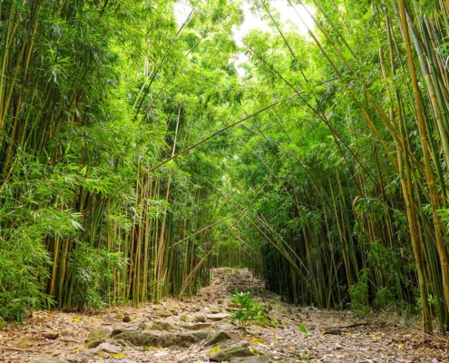 Pipiwai Trail Bamboo Pools of Oheo Road to Hana Maui